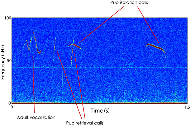 Figure 1: A series of vocalizations recorded during a pup retrieval...